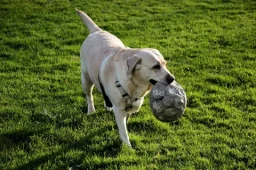 Advanced Invisible Fence Collar