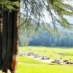 Panch Pandav Tree Places to visit in Khajjiar, Himachal Pradesh