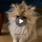 Cute cat wakes up from her nap, still in dreams | Pet Lover Stories