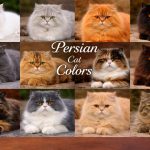 Persian Cat Price in India – A Smart Journey with Royal Kitten