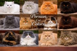 persian cat price in delhi ncr
