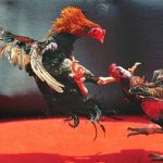 Gullybet Cockfighting Game: Tips, Features & User Guide