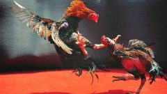 Gullybet Cockfighting Game: Tips, Features & User Guide