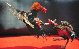 Gullybet cockfighting game